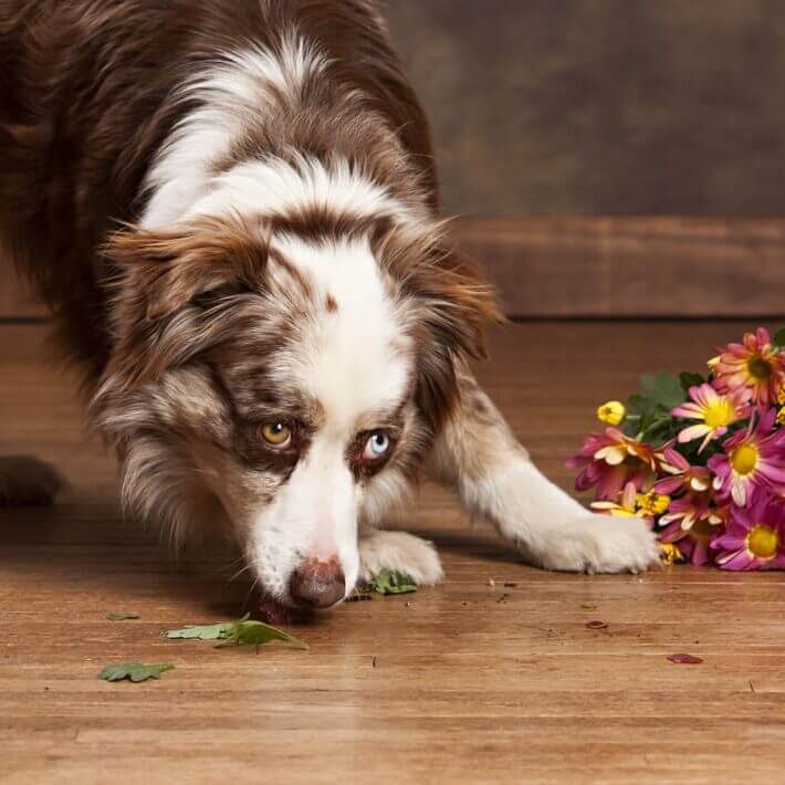 dog with flowers on hardwood floor