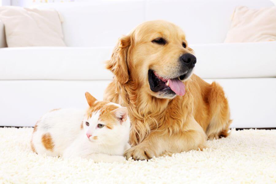 dog and cat laying on carpet